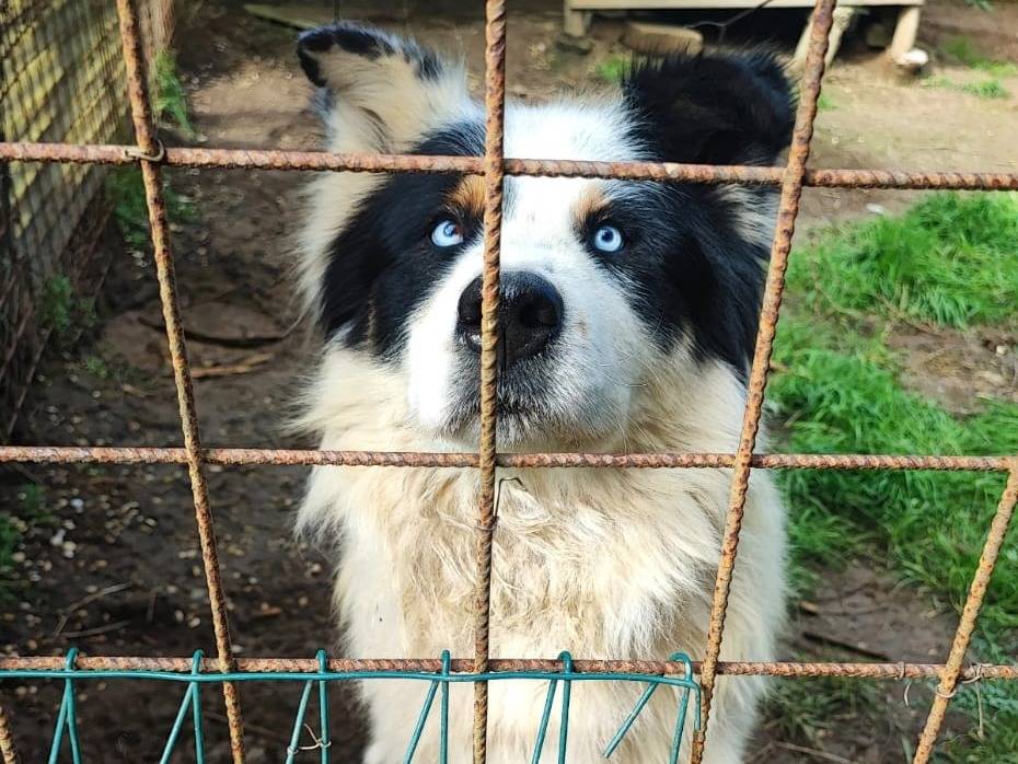 Adotta il cane Blu a Roma