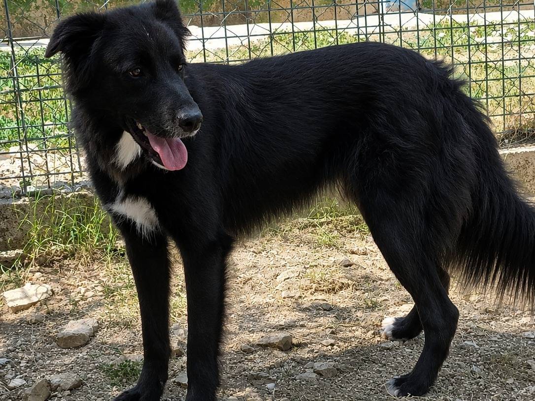 Adozione cane, maschio, Razza sconosciuta Razza sconosciuta, 3 anni e 3 mesi, taglia media, Frosinone