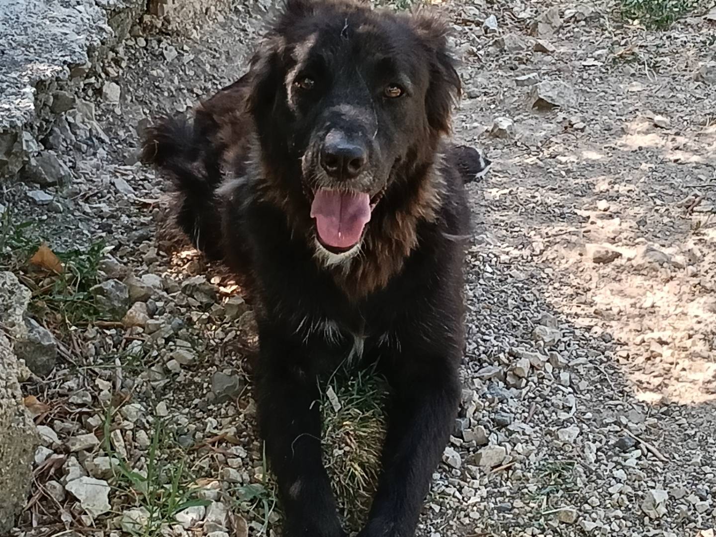 Adotta un cane, maschio, 3 anni e 3 mesi, Frosinone