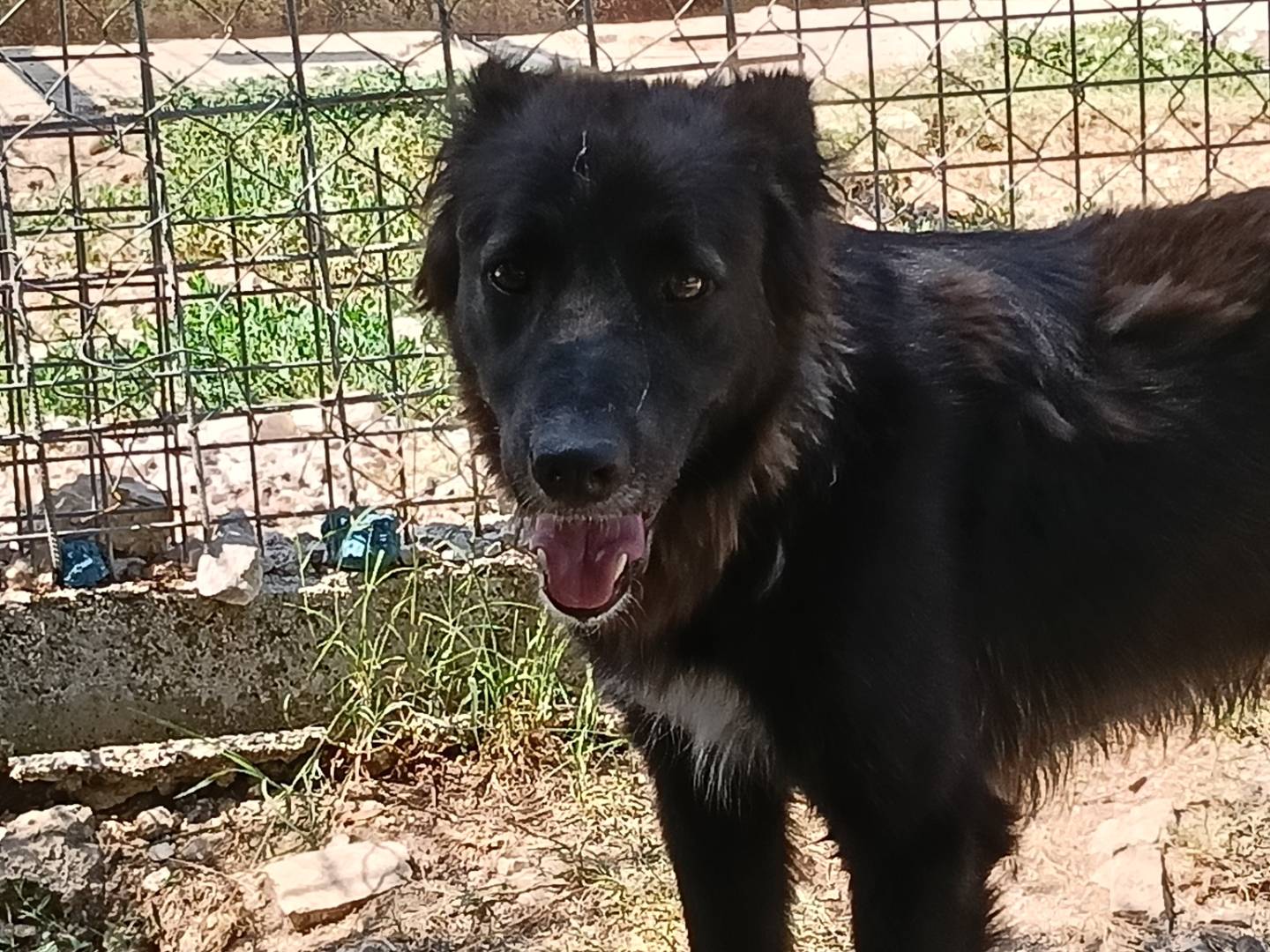 Adotta un cane, taglia media, maschio, Frosinone