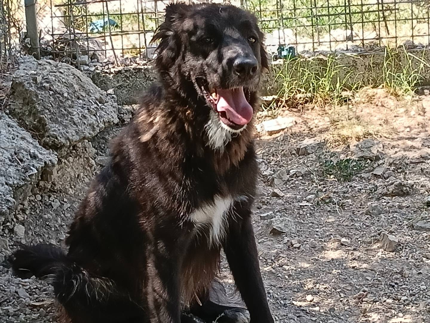Vuoi adottare un cane a Frosinone?