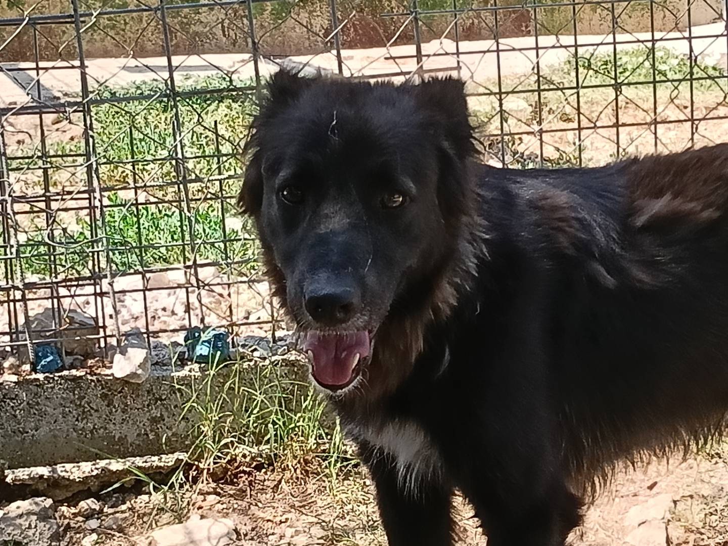 Adotta il cane Ombra  a Frosinone
