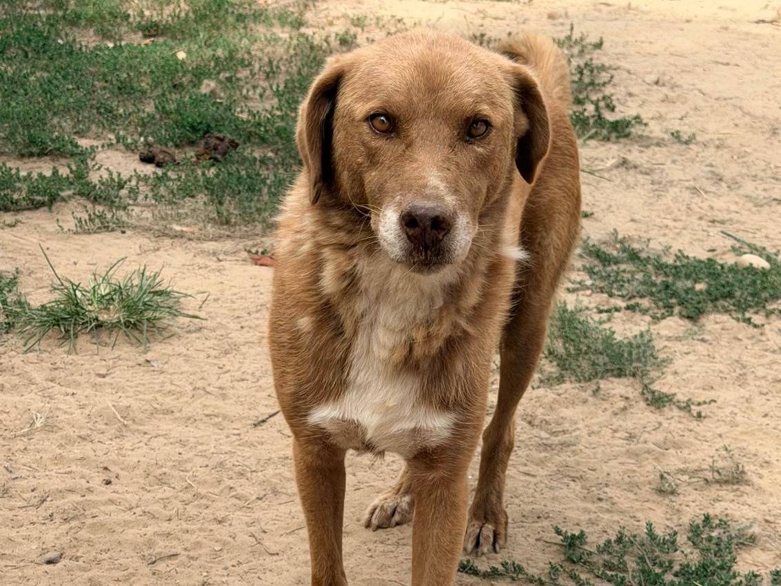 Adozione cane, maschio, Razza sconosciuta Razza sconosciuta, 5 anni, taglia media, Pavia