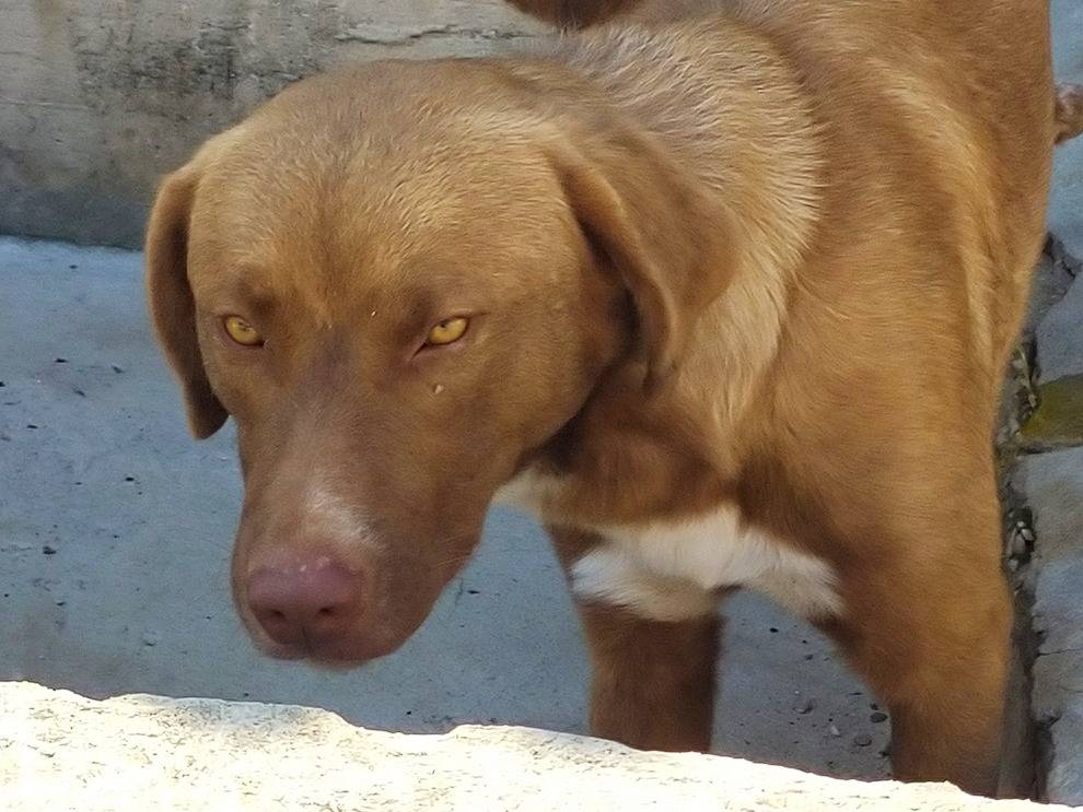 Adotta un cane, maschio, 5 anni, Pavia
