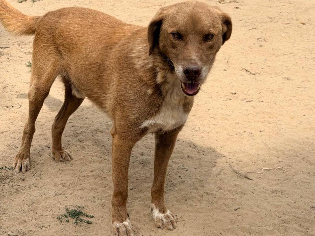 Adotta un cane, taglia media, maschio, Pavia