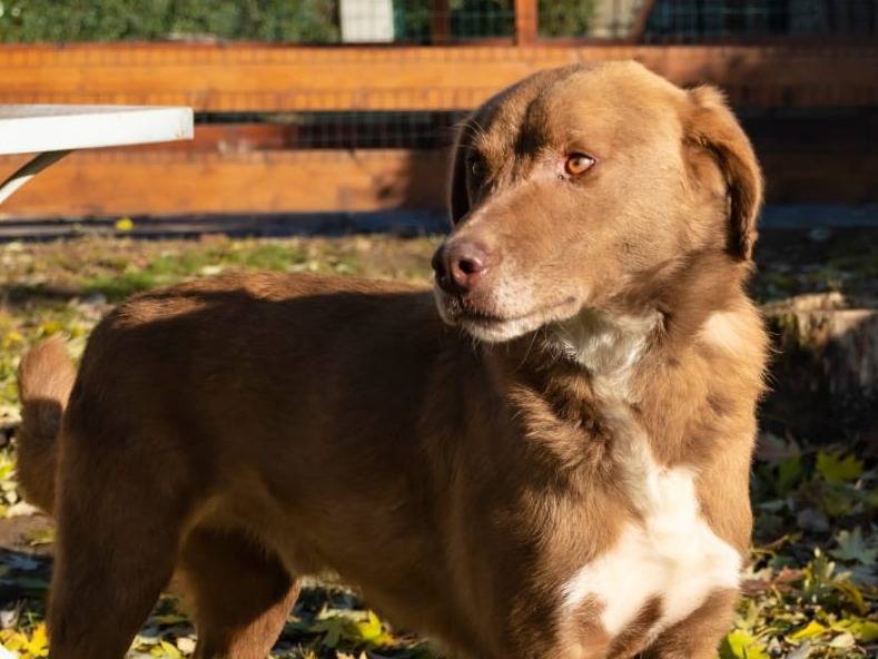 Vuoi adottare un cane a Pavia?