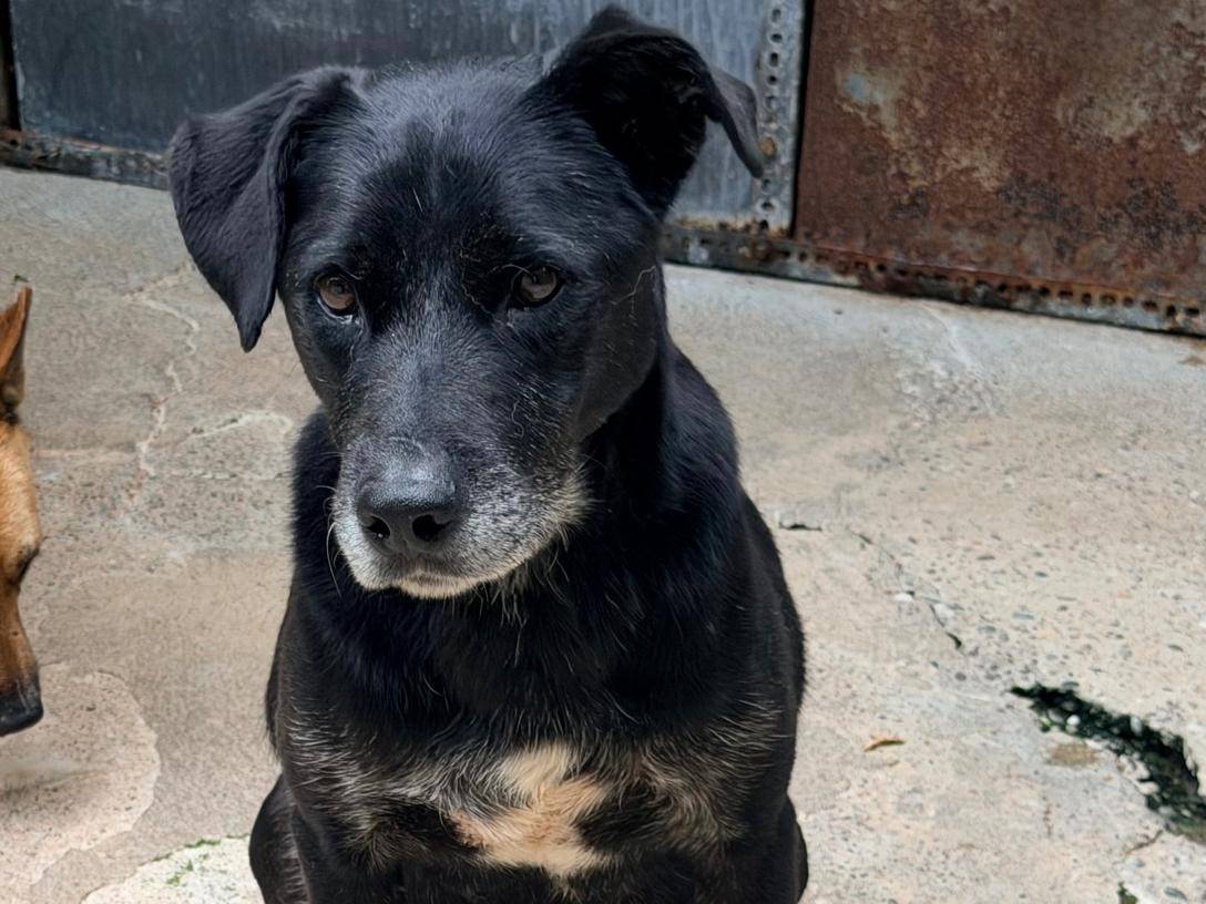 Adozione cane, maschio, Razza sconosciuta Razza sconosciuta, 7 anni, taglia media, Pavia