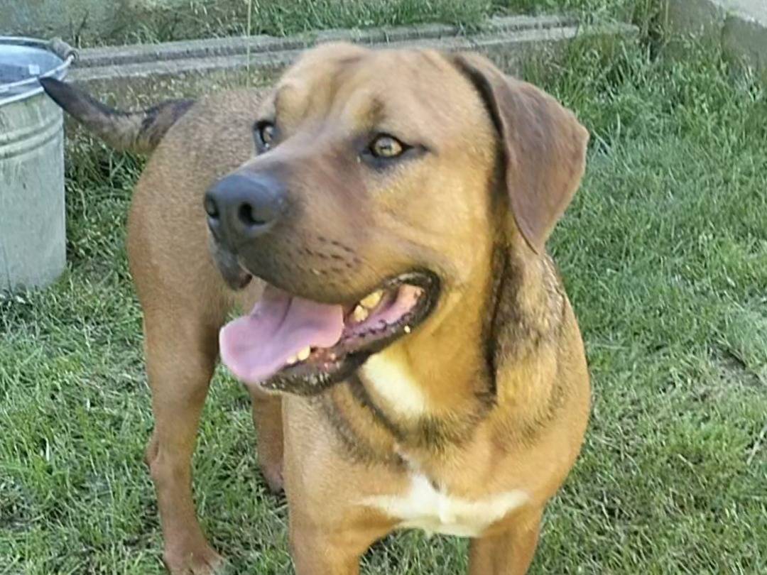 Adozione cane, maschio, Razza sconosciuta Razza sconosciuta, 3 anni e 2 mesi, taglia media contenuta, Frosinone