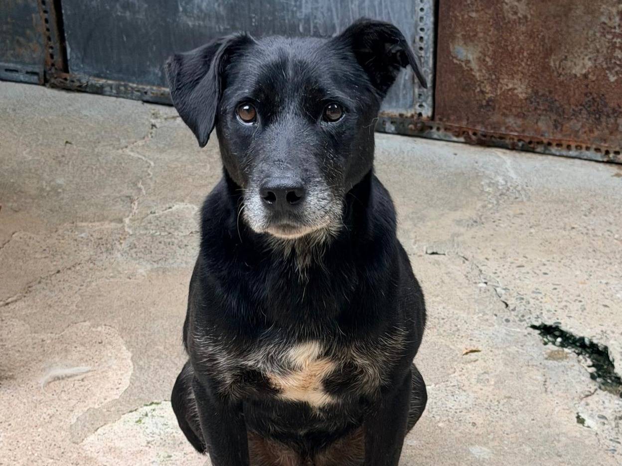 Adotta un cane, maschio, 7 anni, Pavia