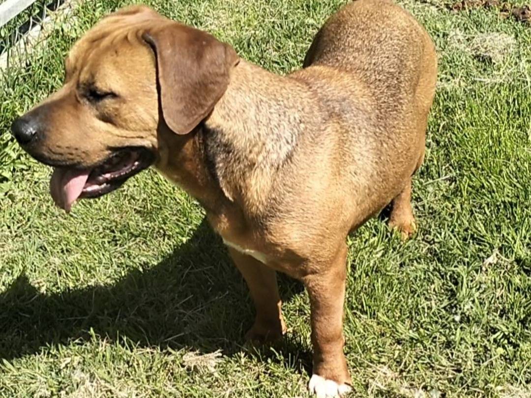 Adotta un cane, maschio, 3 anni e 2 mesi, Frosinone