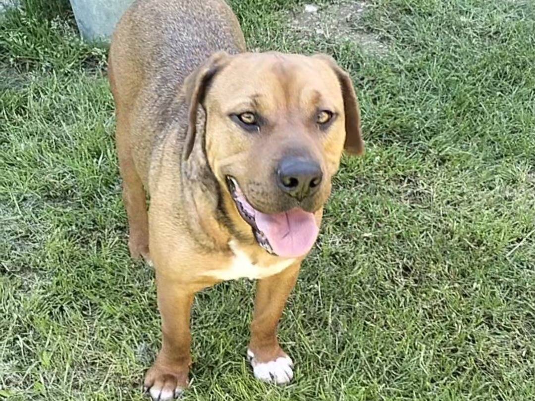Adotta un cane, taglia media contenuta, maschio, Frosinone