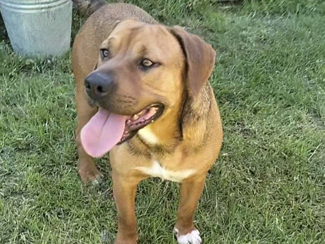 Vuoi adottare un cane a Frosinone?