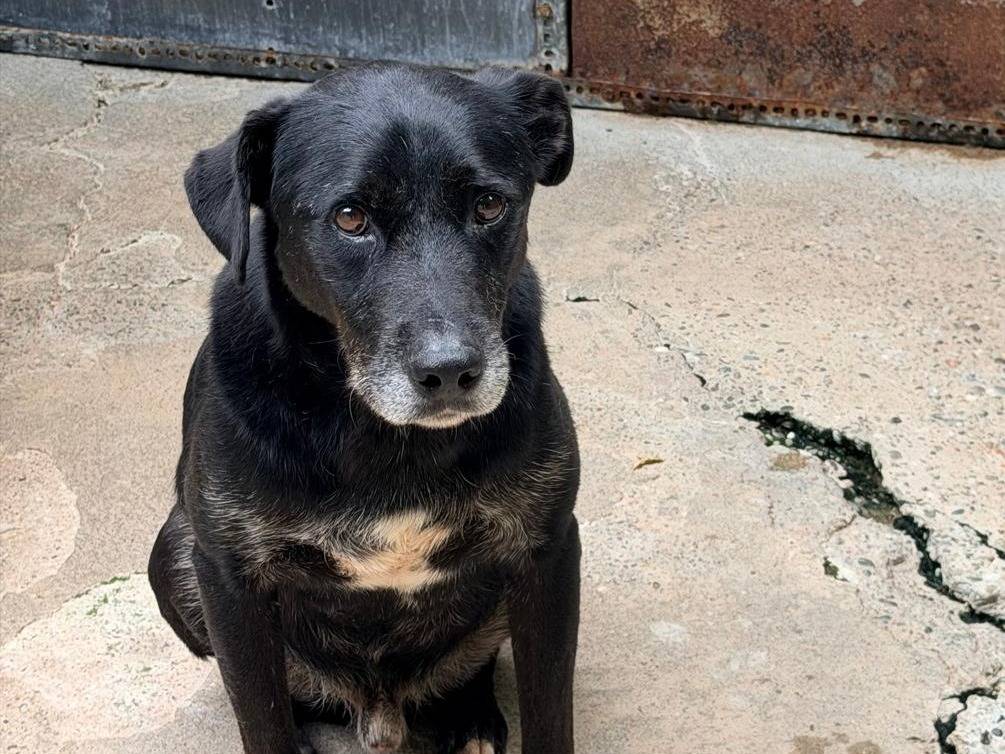 Adotta un cane, taglia media, maschio, Pavia