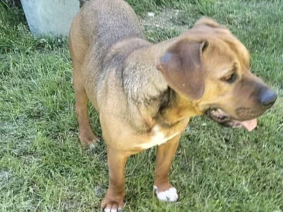 Adotta il cane Gas gas  a Frosinone