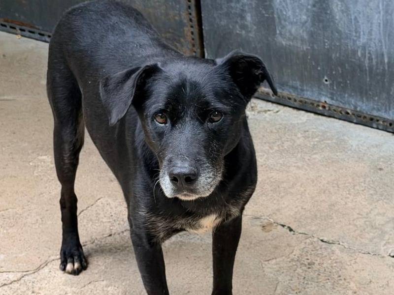 Vuoi adottare un cane a Pavia?