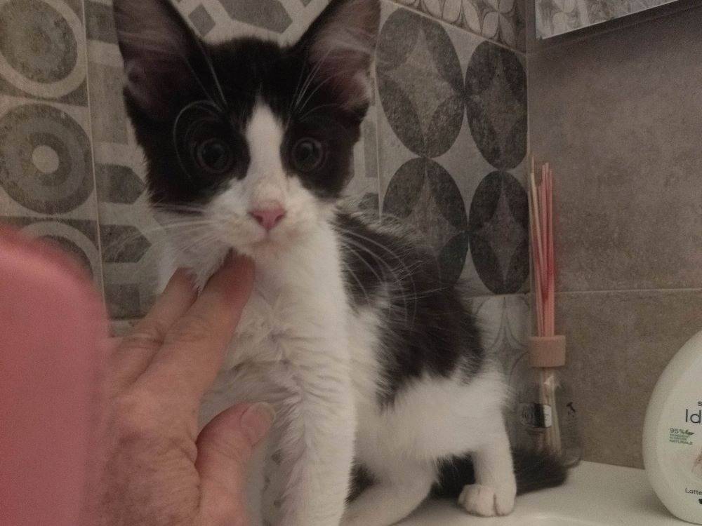 Adotta un gatto, taglia non valida, femmina, Varese