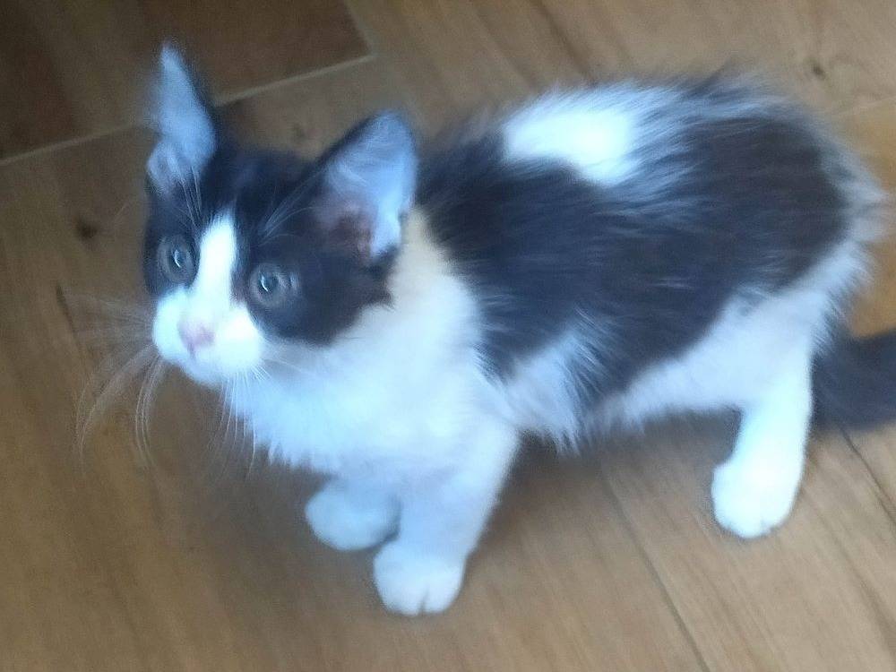 Vuoi adottare un gatto a Varese?