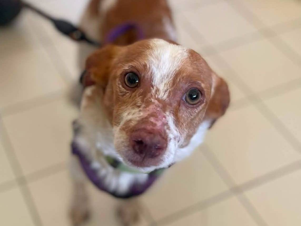 Adozione cane, maschio, Razza sconosciuta Razza sconosciuta, 2 anni e 7 mesi, taglia piccola, Frosinone