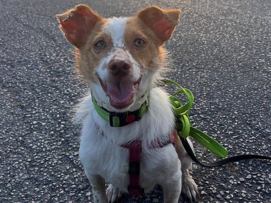 Adotta un cane, maschio, 2 anni e 7 mesi, Frosinone