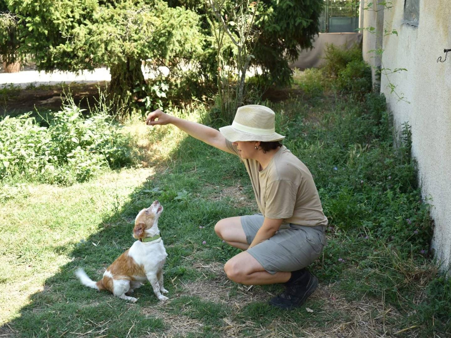 Vuoi adottare un cane a Frosinone?
