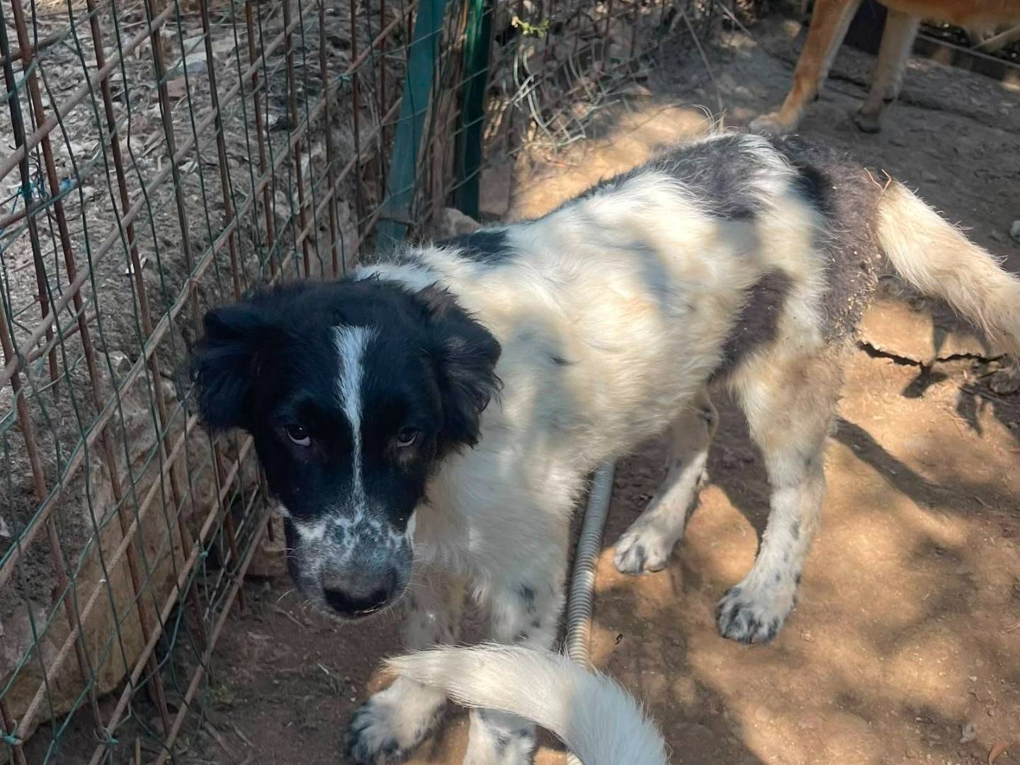 Adotta un cane, maschio, 6 mesi, Frosinone