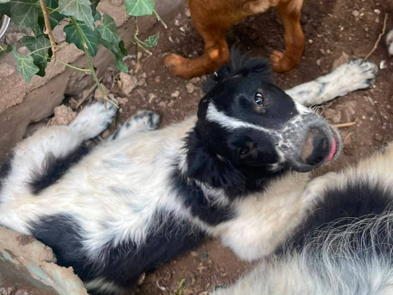 Adotta un cane, taglia media, maschio, Frosinone