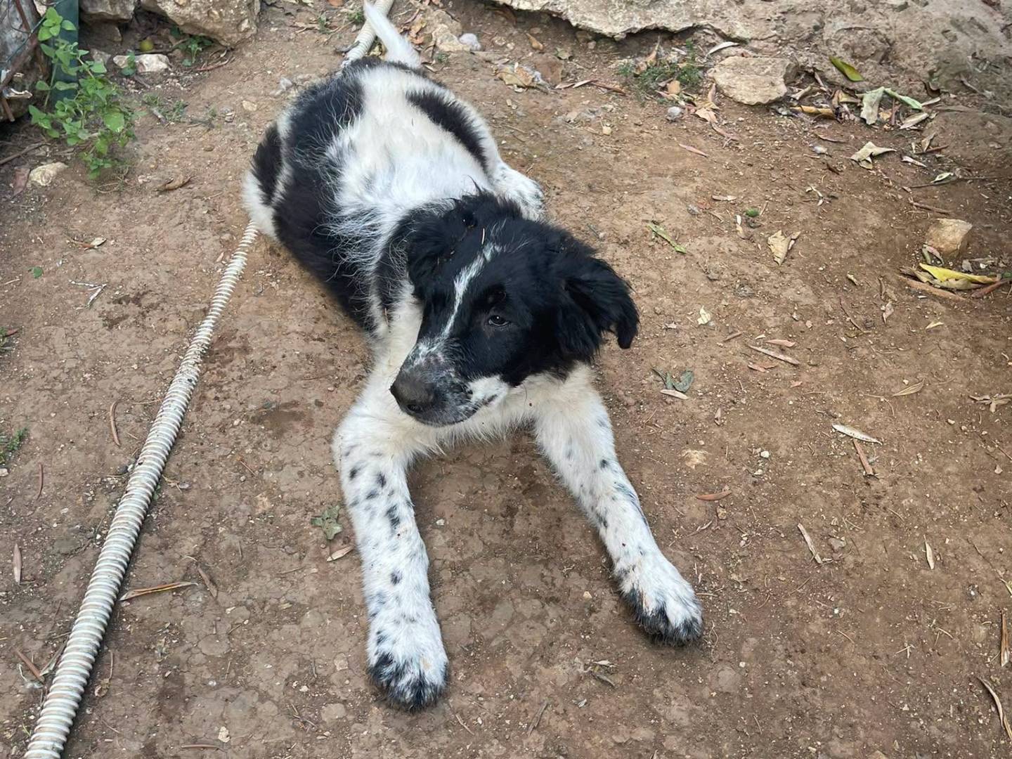 Vuoi adottare un cane a Frosinone?