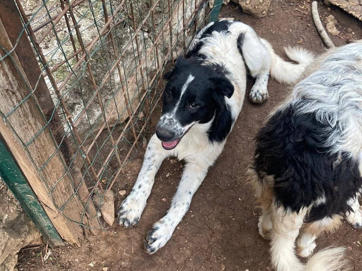 Adotta il cane Zorro a Frosinone