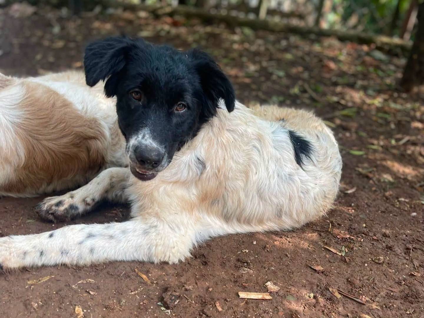 Adozione cane, femmina, Razza sconosciuta Razza sconosciuta, 6 mesi, taglia media, Frosinone