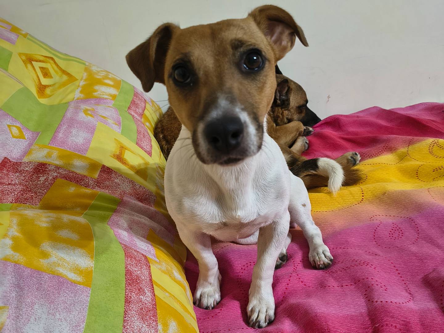 Adozione cane, femmina, Jack Russell Terrier Jack Russell Terrier, 1 anno e 5 mesi, taglia piccola, Napoli