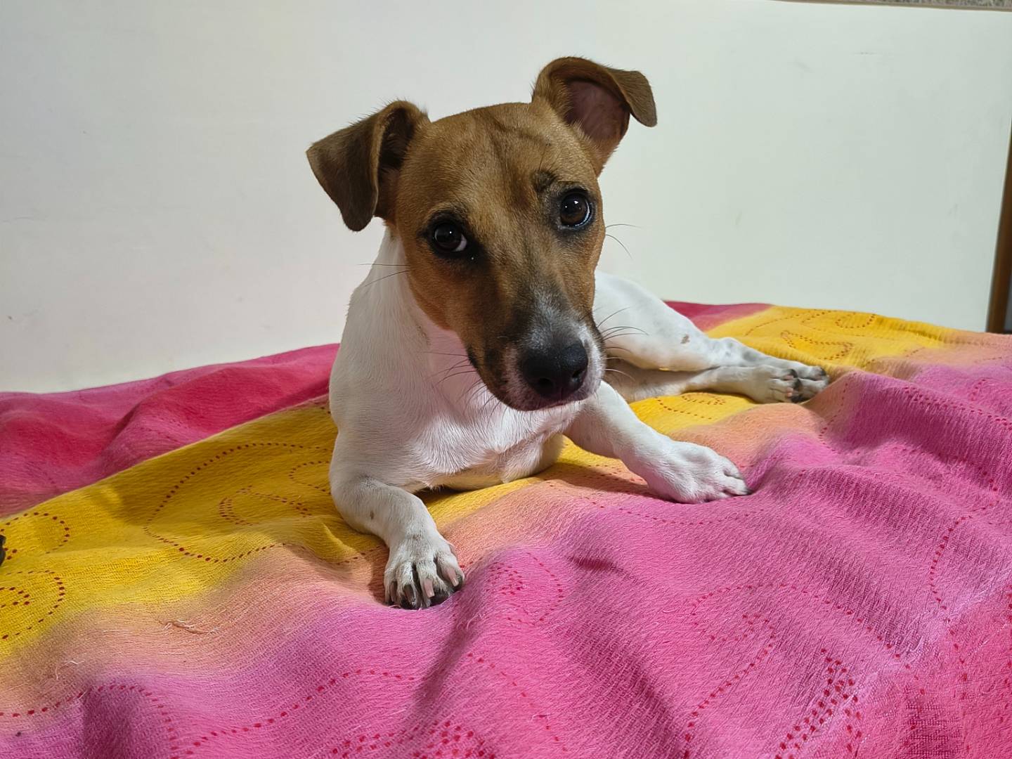 Adotta un cane, femmina, 1 anno e 5 mesi, Napoli