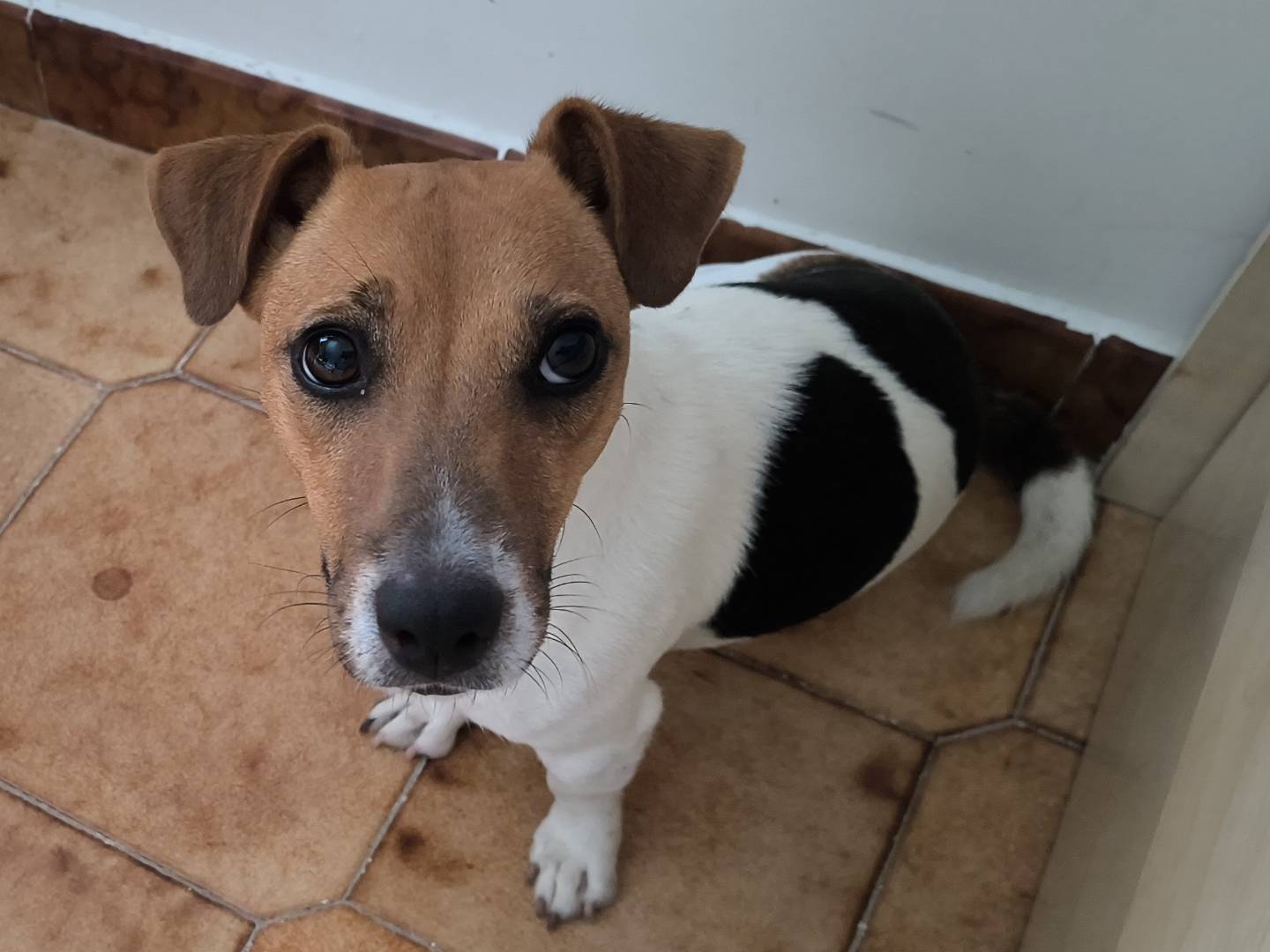 Adotta un cane, taglia piccola, femmina, Napoli