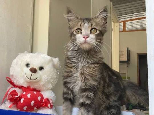 Adozione gatto, maschio, Razza sconosciuta Razza sconosciuta, 3 mesi, taglia non valida, Sud