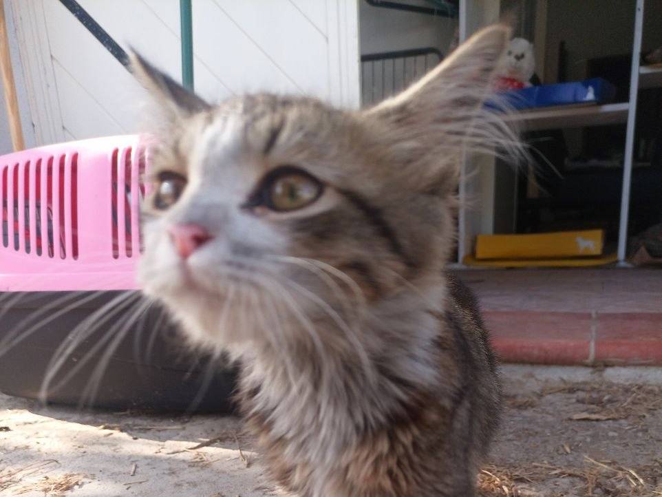 Adotta un gatto, maschio, 3 mesi, Sud