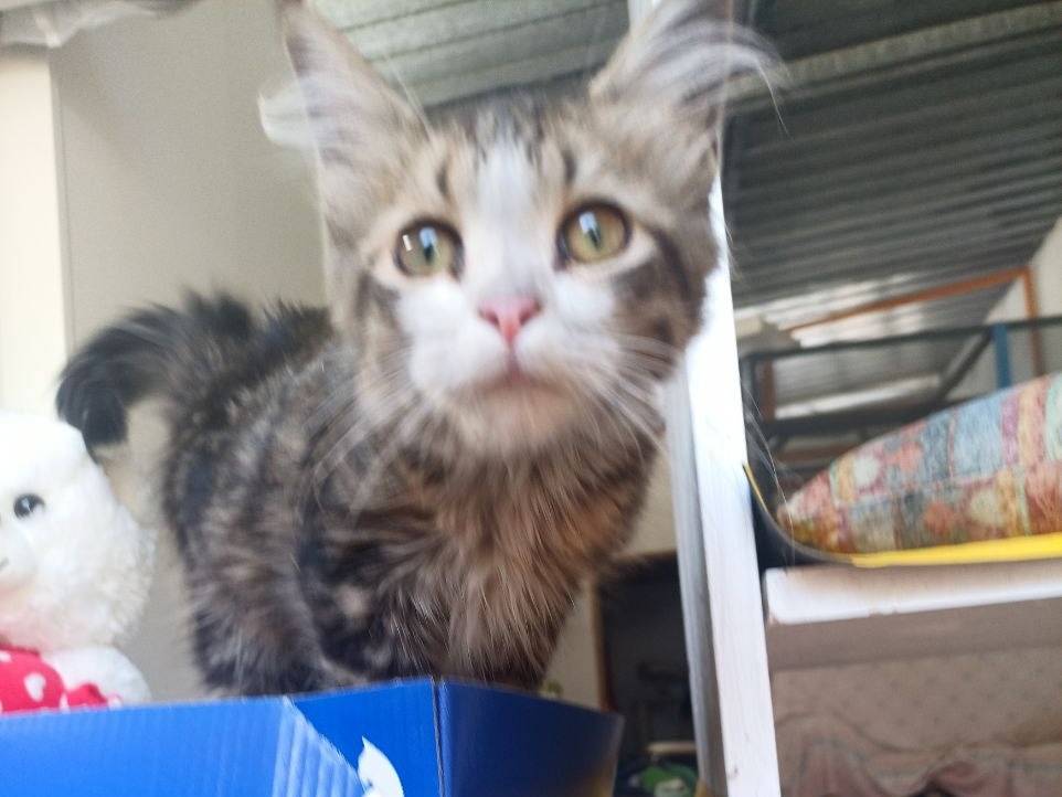 Adotta un gatto, taglia non valida, maschio, Sud