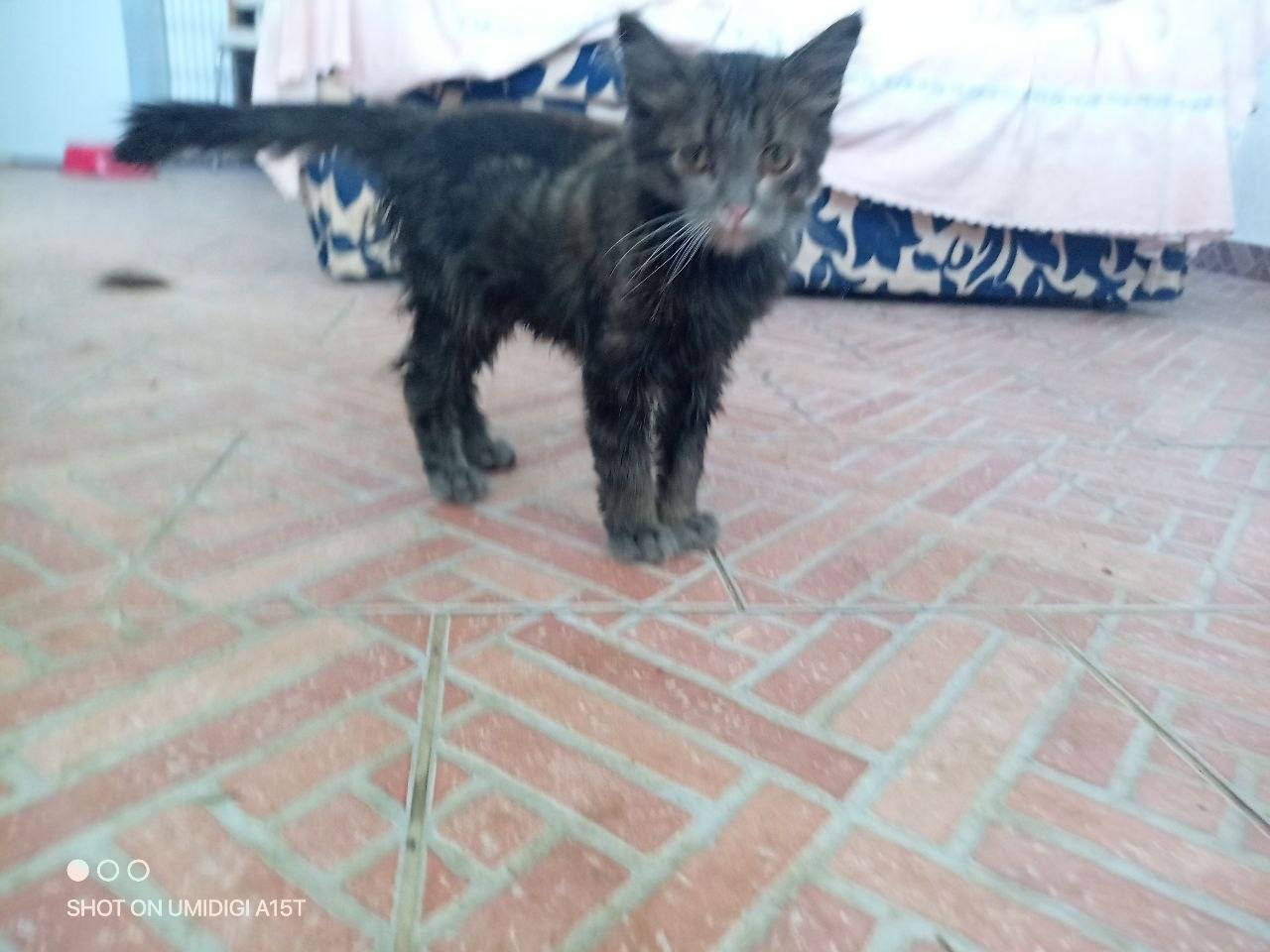 Vuoi adottare un gatto a Sud?