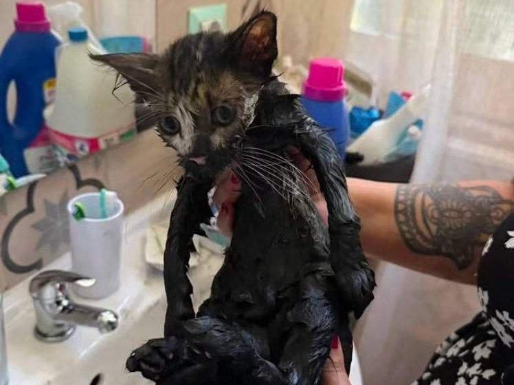 Adotta il gatto Olio a Sud