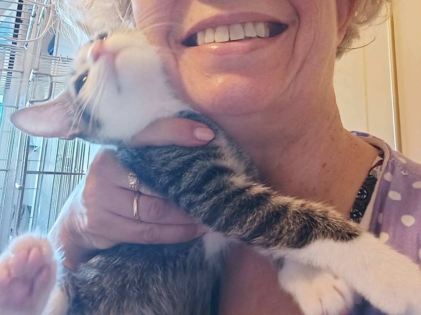 Adotta il gatto Cristoforo a Milano