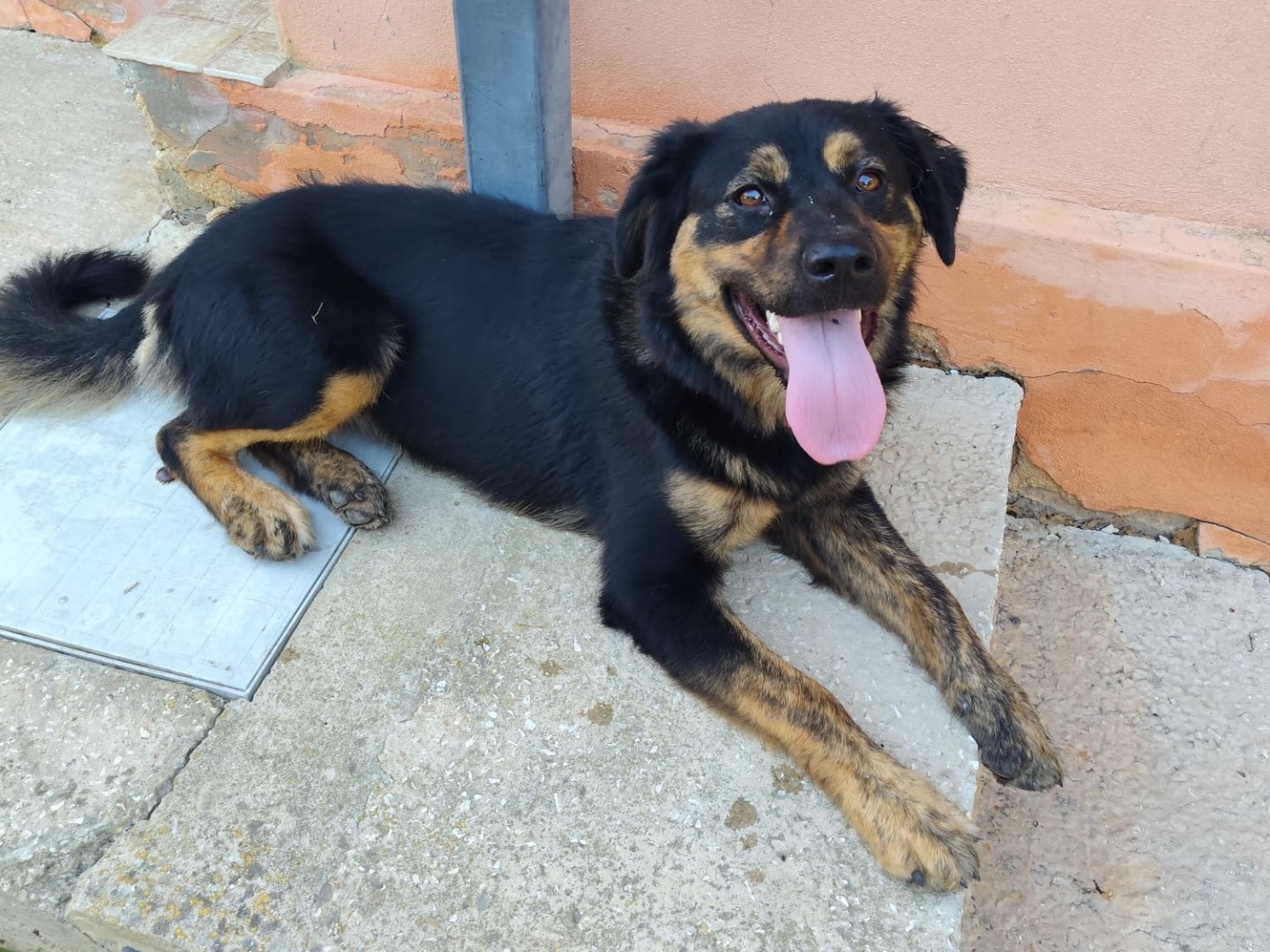 Adozione cane, femmina, Razza sconosciuta Razza sconosciuta, 1 anno e 2 mesi, taglia media, Siracusa