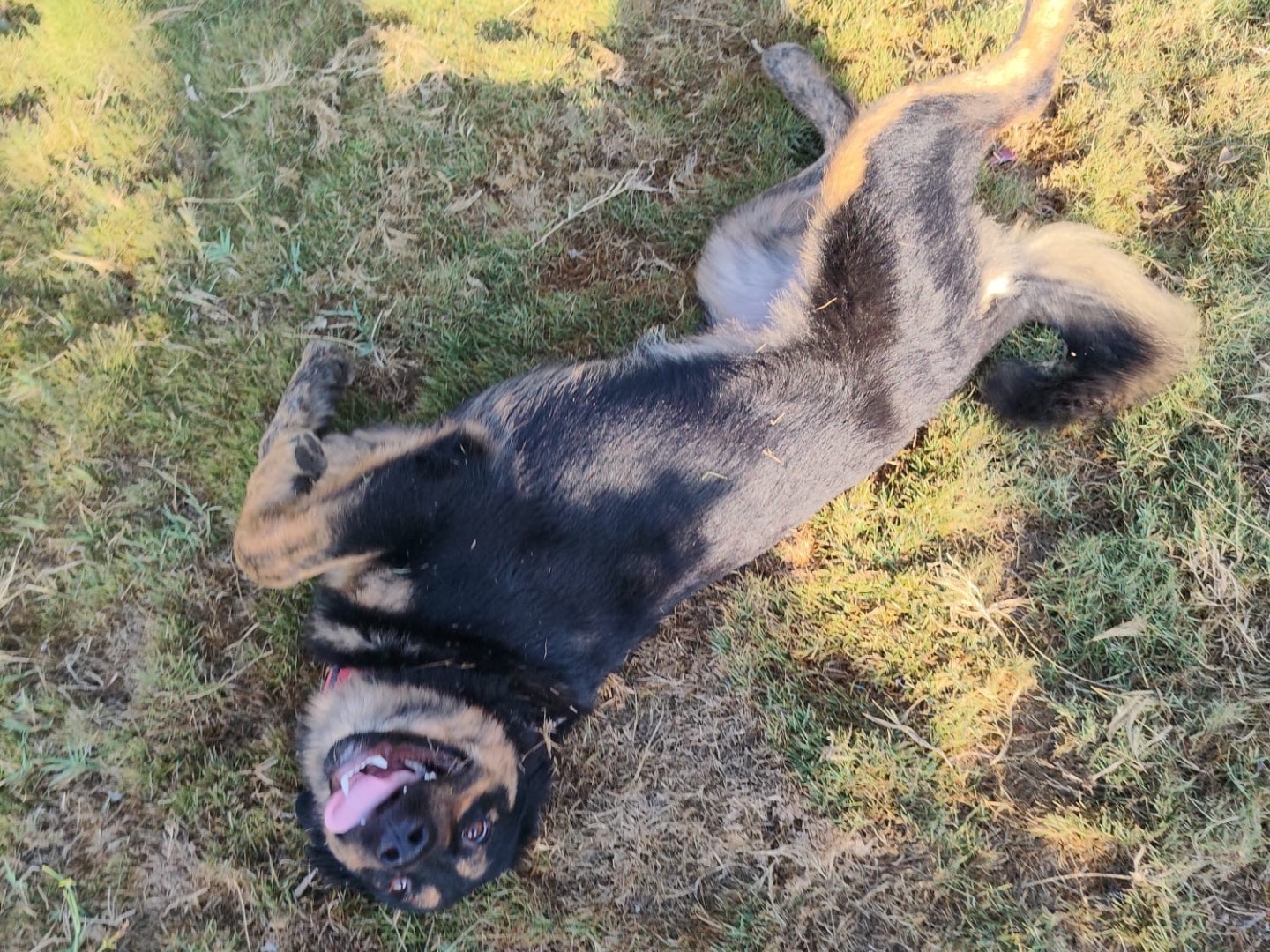 Adotta un cane, femmina, 1 anno e 2 mesi, Siracusa