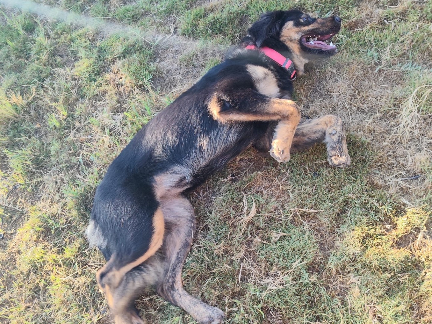 Adotta un cane, taglia media, femmina, Siracusa