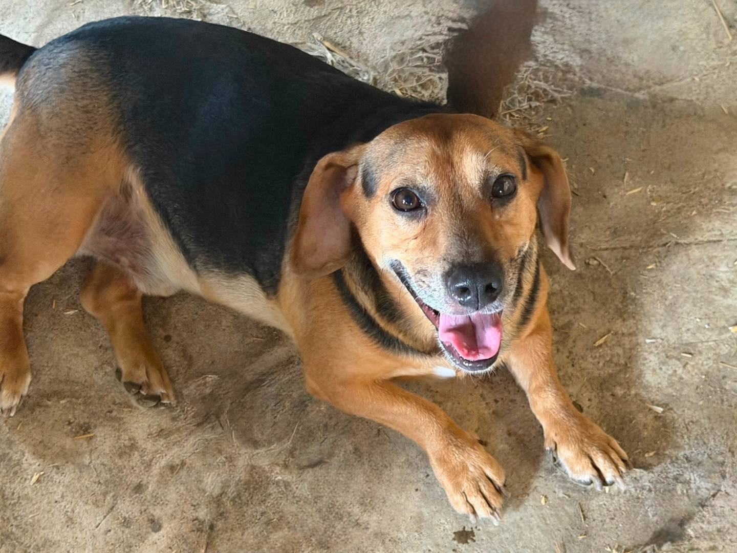 Adozione cane, maschio, Razza sconosciuta Razza sconosciuta, 3 anni e 5 mesi, taglia piccola, Trapani