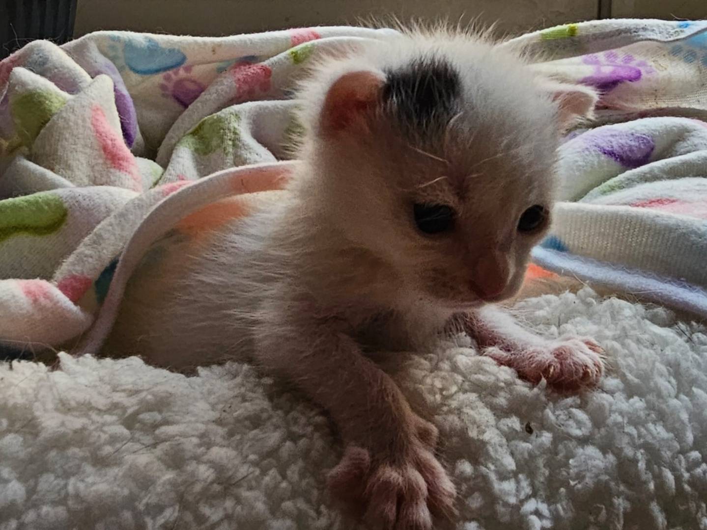 Adozione gatto, maschio, Razza sconosciuta Razza sconosciuta, 1 anno e 1 mese, taglia non valida, Palermo