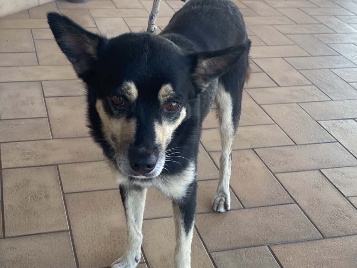 Adozione cane, maschio, Razza sconosciuta Razza sconosciuta, 1 anno e 7 mesi, taglia media contenuta, Latina