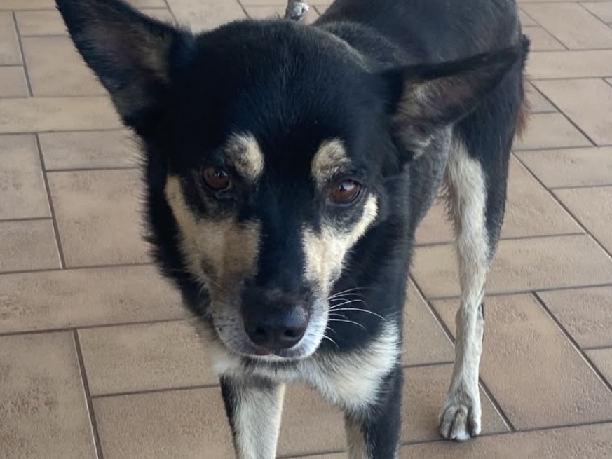 Adotta un cane, maschio, 1 anno e 7 mesi, Latina
