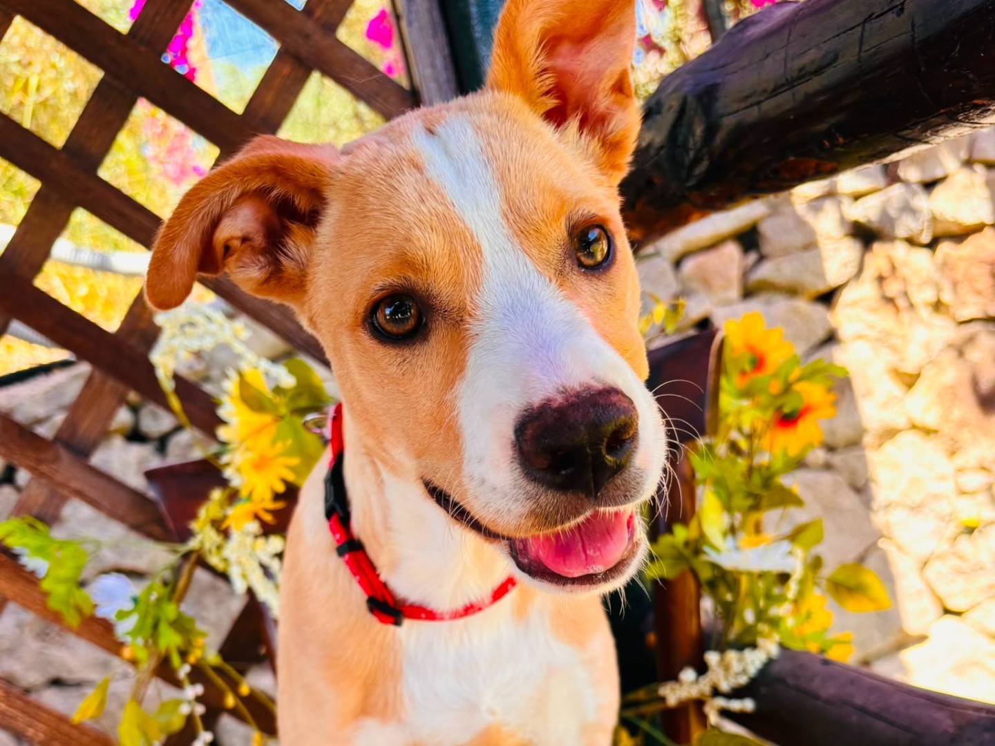 Adotta un cane, taglia media, femmina, Siracusa