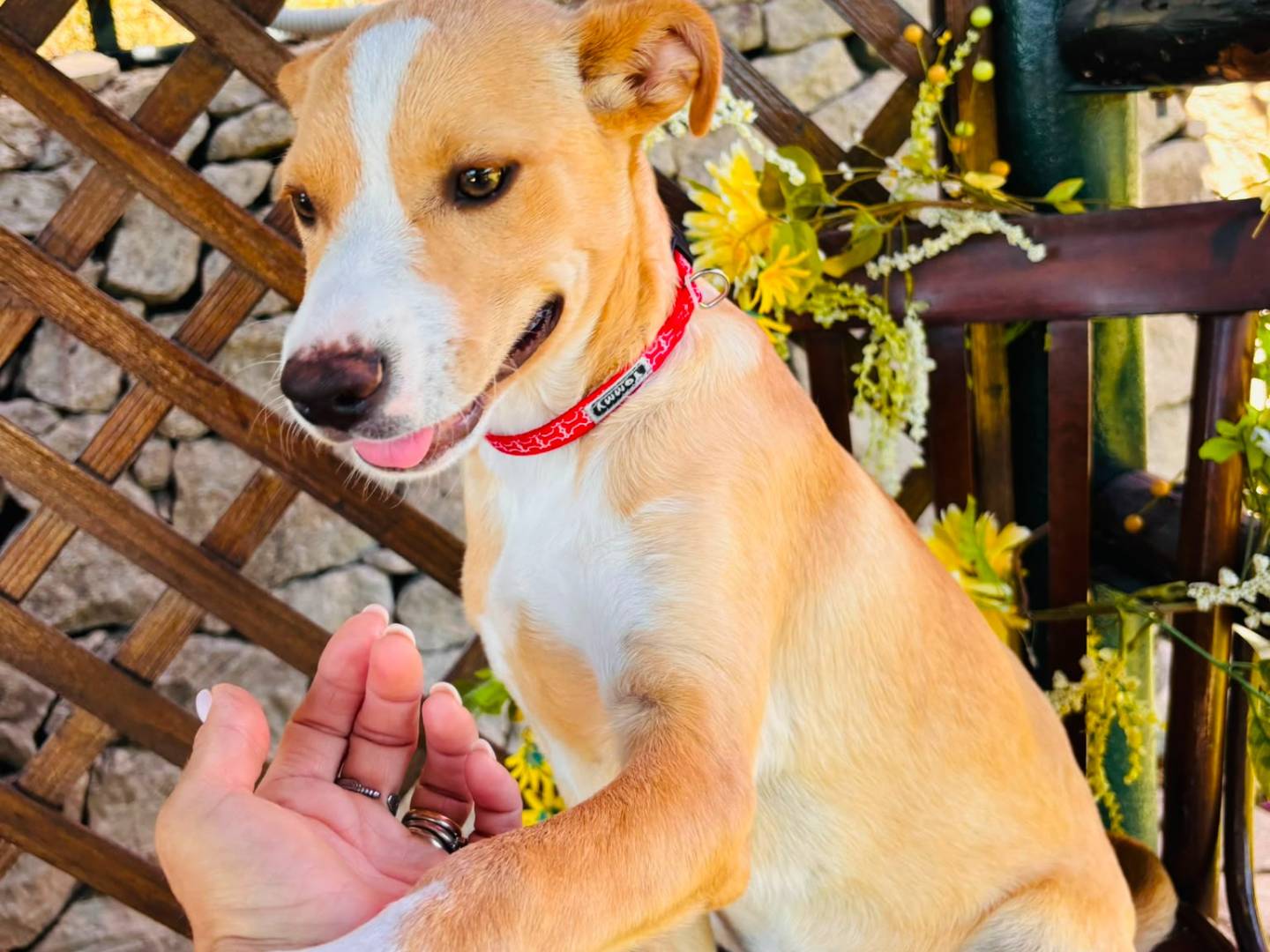 Adozione cane, femmina, Razza sconosciuta Razza sconosciuta, 7 mesi, taglia media, Siracusa