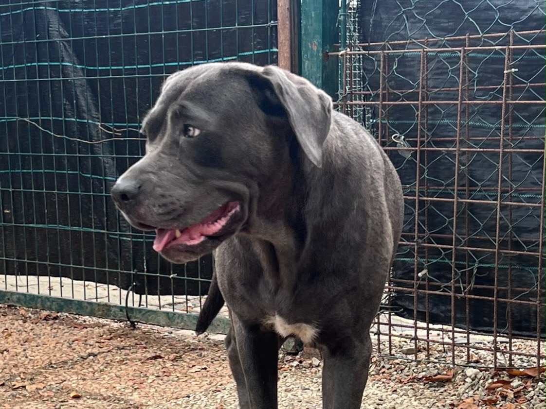 Adotta un cane, femmina, 11 mesi, Novara