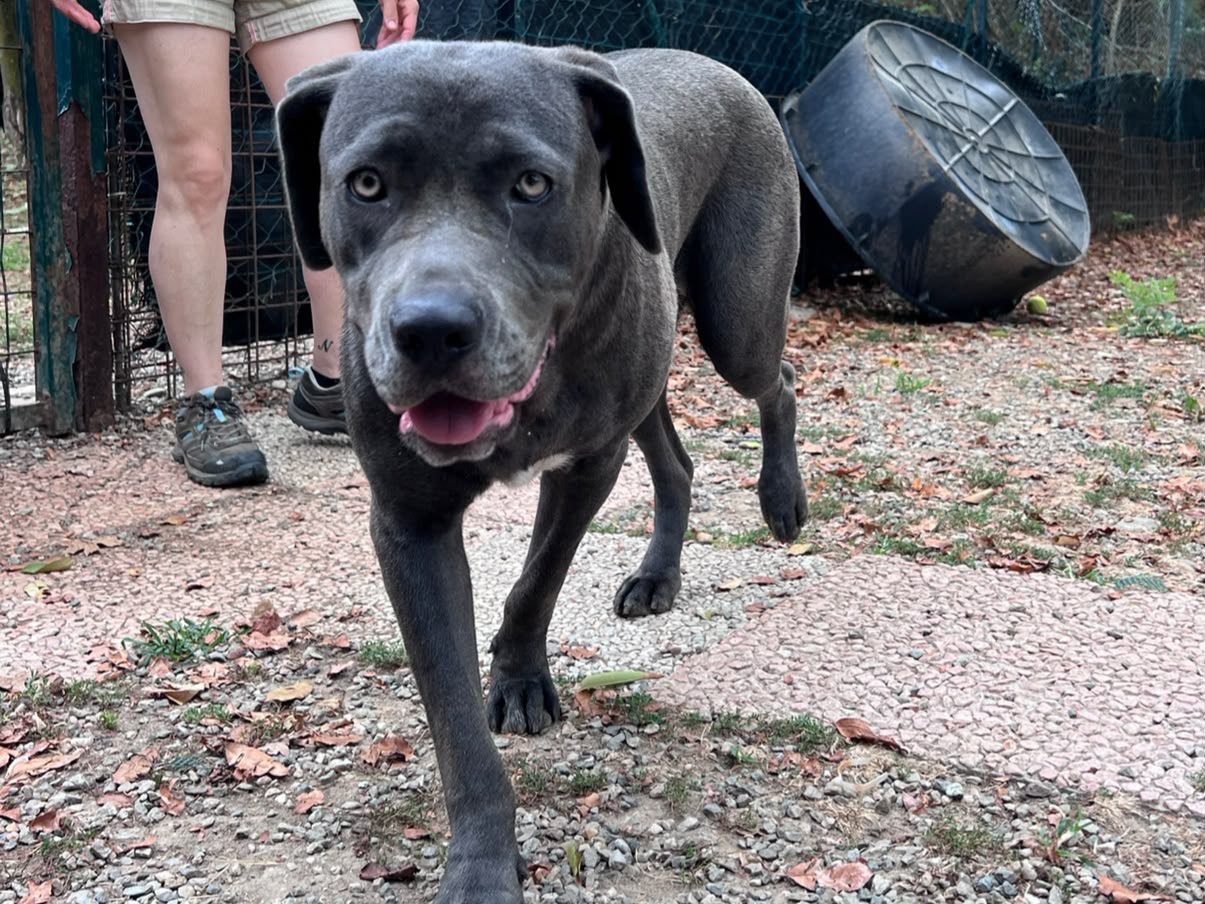 Adotta un cane, taglia media, femmina, Novara