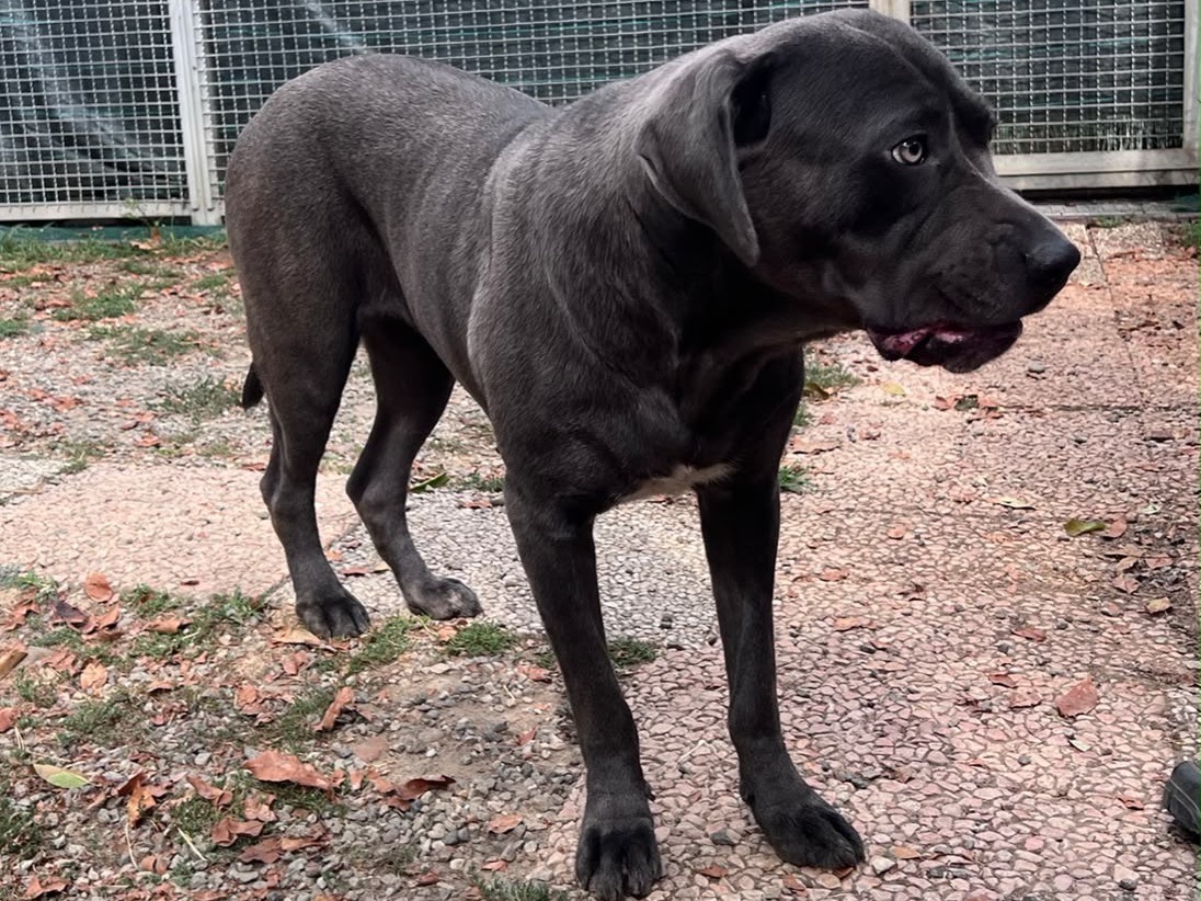 Vuoi adottare un cane a Novara?